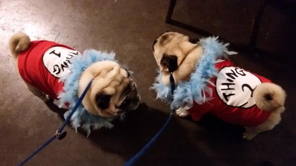 /images/uploads/pug nation rescue of los angeles/2018pugnation/entries/6138thumb.jpg